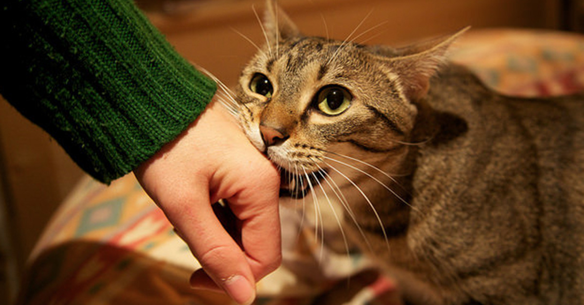 11 Ways That Your Cats Let You Know That They Love You