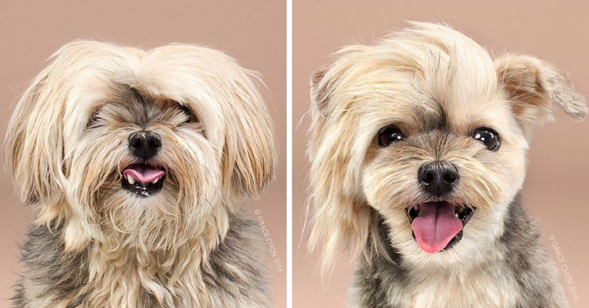 12 Adorable Before And After Japanese Dog Grooming Pics