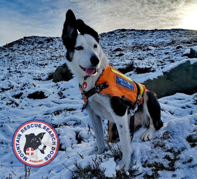 Amazing Moment Mountain Rescue Dog Saves Her Trainer Caught On Camera