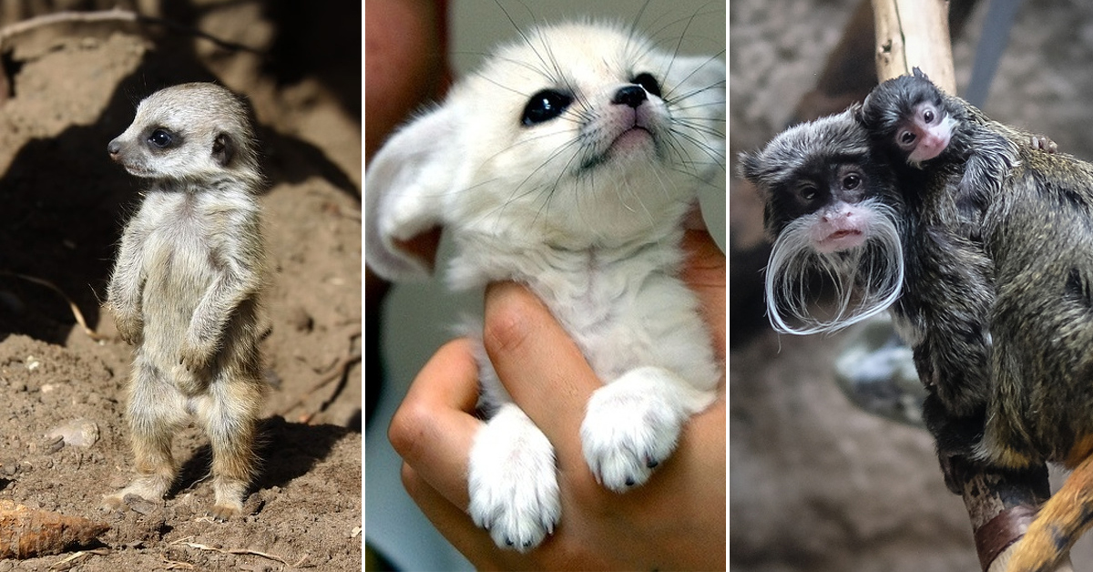 Of The Cutest Baby Animals From All Over The World